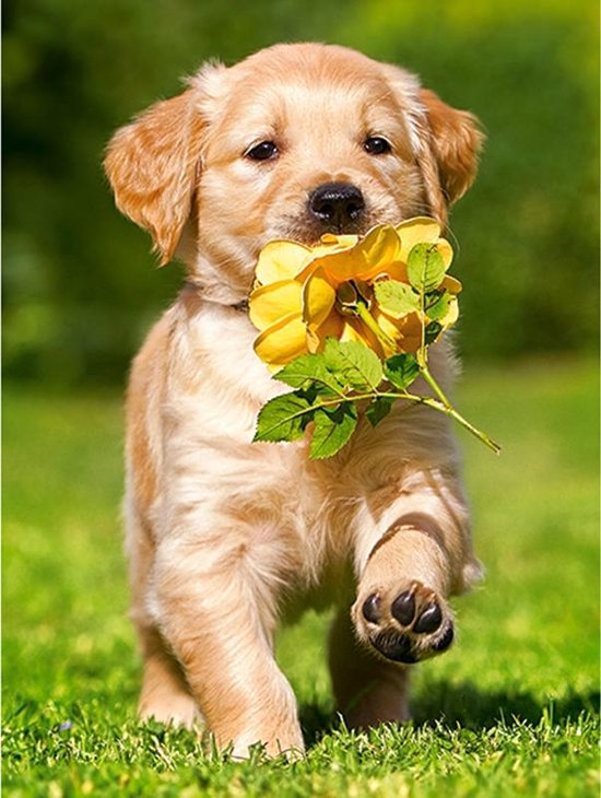 Diamond Painting Pakket Labrador Puppy met een bloem - Volwassenen - 25x30 cm - Vierkant - SEOS Shop ®
